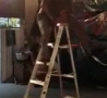 Funny Links - Guy Attempts to Jump Ladder