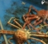 Cool Links - Spider Crab Sheds Its Shell - WTF!?!