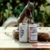Funny Animals - Old Style vs Budweiser