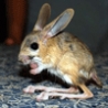 Funny Animals - Weird Mouse