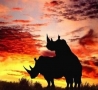 Valentines Pictures - Rhino Romance
