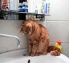 Funny Animals - Water Pweez-Funny Cat Pic
