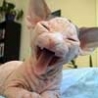 Funny Animals - Ugly Hairless Cat