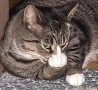 Funny Animals - Cat Giving Us the Finger