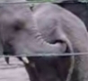 Funny Links - Tasty Elephant Sized Snack