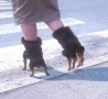 Funny Animals - Dog Shoes-Funny Picture