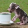 Cool Pictures - Cute Mini Piggies