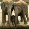 Funny Animals - Elephant Family
