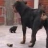 Funny Links - Tough Kitty Vs Rottweiler