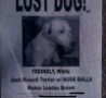 Funny Links - Lost Dog