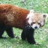 Funny Animals - Red Panda