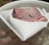 Cool Links - Piggy Gets a Warm Bath 