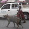 Funny Pictures - Walking Your Dog in Nigeria