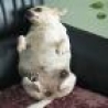 Funny Animals - Stuffed Chihuahua