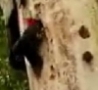 Cool Links - Woodpecker Suicide