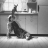 Funny Animals - Canine Teamwork