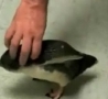 Funny Links - Ticklish Penguin 