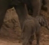Funny Links - Mom Kicks Baby Elephant