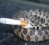 WTF Links - Smoking Snake