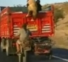 Funny Links - Thieves Steal Sheep From Moving Truck