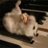 Funny Links - Hamster Piano Popcorn