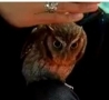 Funny Links - Owl Won't Stop Watching You