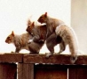 Cool Pictures - Three Squirrels