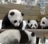 Cool Links - Baby Pandas Being Adorable 
