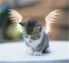 Funny Animals - Angel Cat