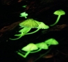 Cool Pictures - Glowing Mushrooms! Cool Pics
