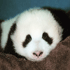 Funny Animals - Life Of A Panda
