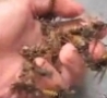 Cool Links - Man Grabs A Big Handful Of Paper Wasps