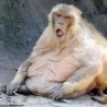 Funny Animals - Obese Monkeys