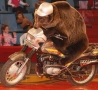 Funny Animals - Bear on a Motorcycle