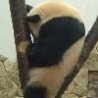 Funny Animals - Funny Sleeping Panda