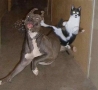 Funny Animals - Karate CHOP-Funny Cat Picture