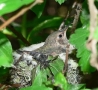 Cool Pictures - Birth of a Humming Bird