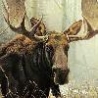 Funny Animals - Moose