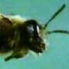 Cool Links - Honeybee Dance Language