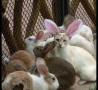 Easter Funny Pictures - Bunny Cat