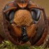 Funny Animals - Super Detailed Bee