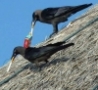 Funny Links - Smoking Crow