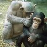 Funny Animals - Hairless Chimp
