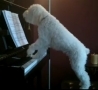 Cool Links - Dog Sings Along with the Piano 