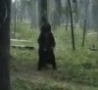 Funny Links - Pole Dancing Bear