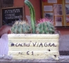 Cool Pictures - Cactus Viagra