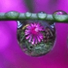 Cool Pictures - Water Drops
