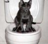 Funny Animals - Cat In Toilet