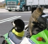 Funny Animals - Cat On A Ride
