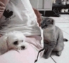 Funny Animals - Cat Petting a Dog